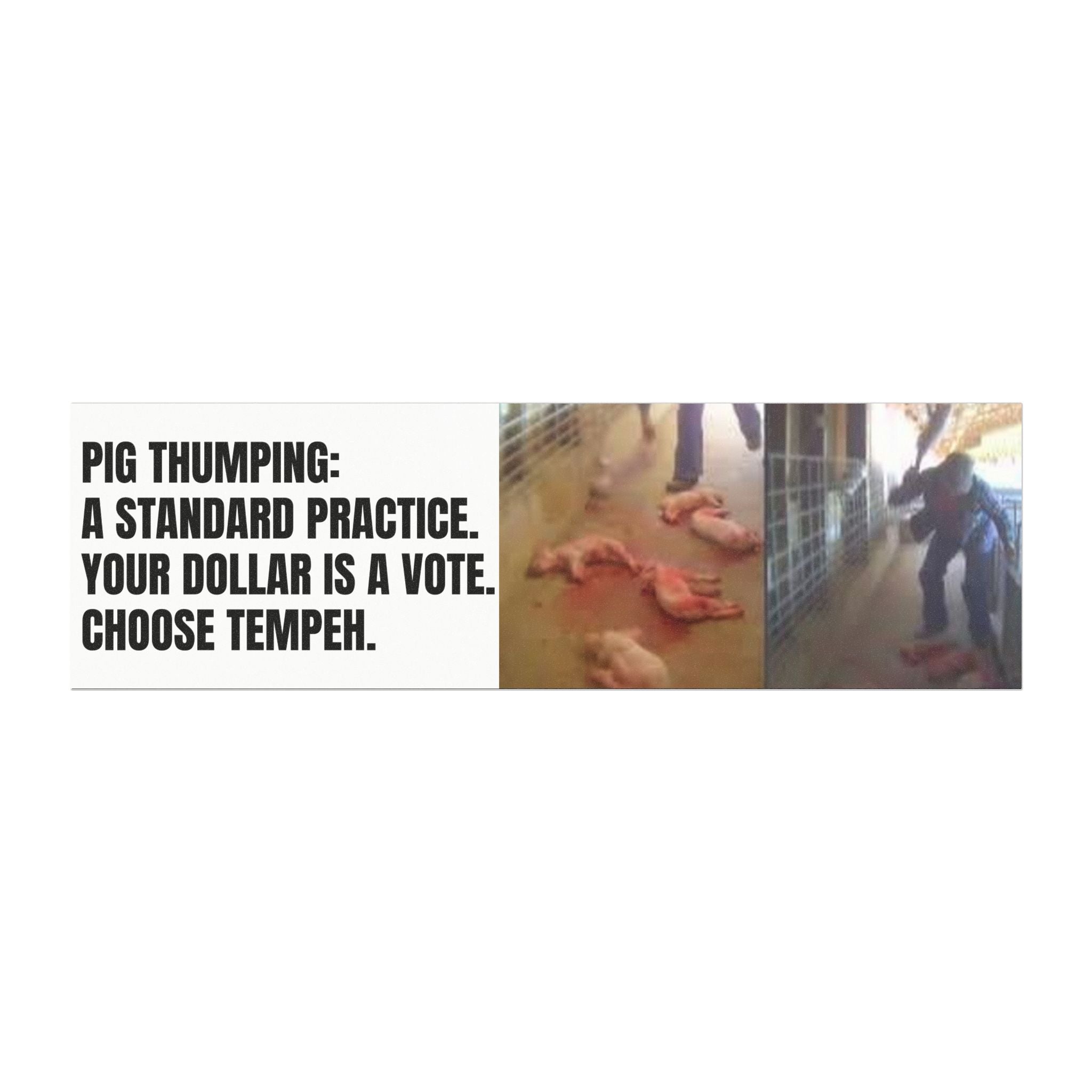 "Pig Thumping: A Standard Practice. Your Dollar Is a Vote. Choose Vegan." Bumper Magnet